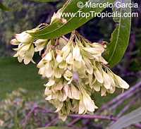 Ruprechtia salicifolia, Viraro