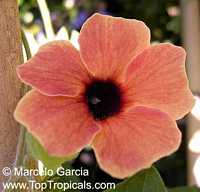 Thunbergia alata, Black eye Susan
