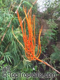 Chamaedorea sp., Chamaedorea
