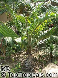 Hyophorbe lagenicaulis, Mascarena lagenicaulis, Bottle Palm