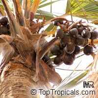 Hyphaene thebaica, Gingerbread Palm, African Doum Palm