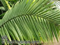 Ravenea rivularis, Ravenea glauca Ravenea rivularis, Ravenea glauca