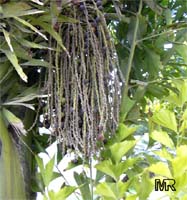 Caryota mitis, Fish Tail 