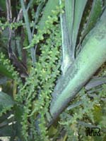 Caryota mitis, Fish Tail 