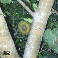 Ficus auriculata, Ficus roxburghii