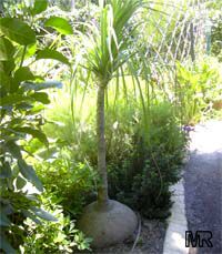 Beaucarnea recurvata, Nolina recurvata, Ponytail Palm, Pony Tail, Bottle Palm, Nolina, Elephant-foot Tree