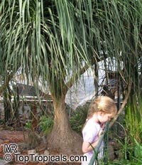 Beaucarnea recurvata, Nolina recurvata, Ponytail Palm, Pony Tail, Bottle Palm, Nolina, Elephant-foot Tree