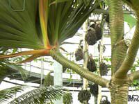Pandanus utilis, Screw Pine