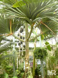 Pandanus utilis, Screw Pine