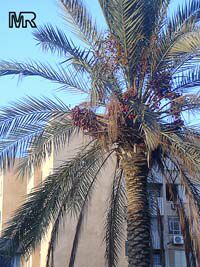 Phoenix dactylifera, Date Palm