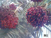 Phoenix dactylifera, Date Palm