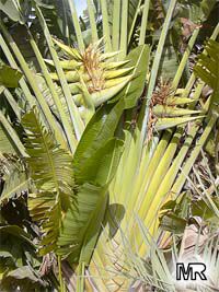 Ravenala madagascariensis, Travellers palm
