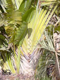 Ravenala madagascariensis, Travellers palm