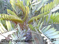 Zamia furfuracea Zamia furfuracea