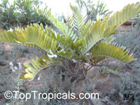 Zamia furfuracea Zamia furfuracea
