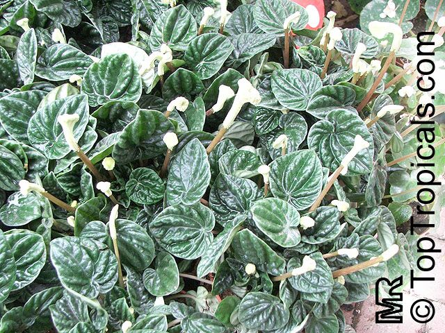 Peperomia Ripple