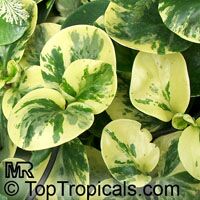Peperomia sp., Radiator Plant