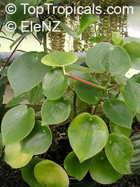 Peperomia polybotrya, Coin Leaf Peperomia