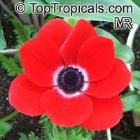Anemone sp., Windflower