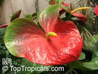 Anthurium andraeanum, Flamingo Flower, Tail Flower
