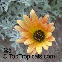 Arctotis sp., Venidium, x Venidoarctotis, African Daisy Arctotis sp., Venidium, x Venidoarctotis, African Daisy
