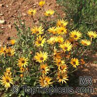Arctotis sp., Venidium, x Venidoarctotis, African Daisy Arctotis sp., Venidium, x Venidoarctotis, African Daisy