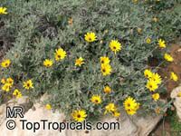 Arctotis sp., Venidium, x Venidoarctotis, African Daisy Arctotis sp., Venidium, x Venidoarctotis, African Daisy