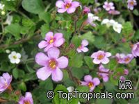 Sutera cordata, Bacopa cordata, Snowflake