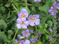 Sutera cordata, Bacopa cordata, Snowflake