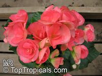 Begonia sp., Begonia Begonia sp., Begonia