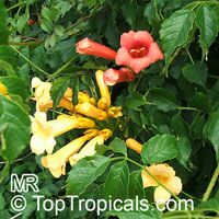 Bignonia campsis, Campsis radicans, Scarlet Trumpet Vine, Red Bignonia, Blood Trumpet, Dynamic Trumpet Vine