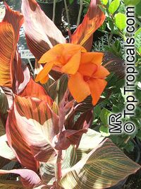 Canna X generalis, Canna Lily Canna X generalis, Canna Lily