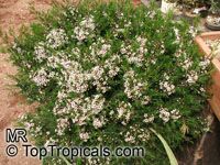 Chamelaucium uncinatum, Darwinia uncinata, Geraldton Waxflower