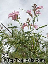 Chilopsis linearis, Desert Willow Chilopsis linearis, Desert Willow