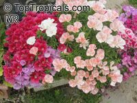 Clarkia amoena, Godetia amoena, Farewell-to-Spring, Godetia, Atlasflower