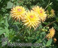 Dahlia Dahlia