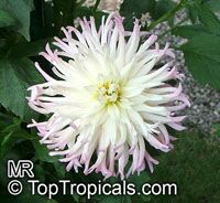 Dahlia Dahlia