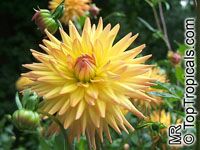 Dahlia Dahlia