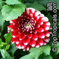 Dahlia
