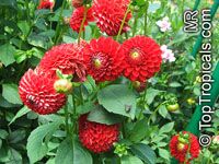 Dahlia Dahlia