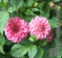 Dahlia, Dahlia