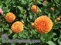 Dahlia Dahlia