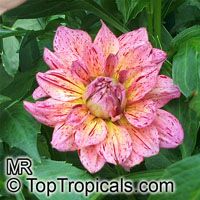 Dahlia Dahlia