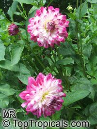 Dahlia
