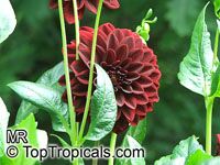 Dahlia, Dahlia