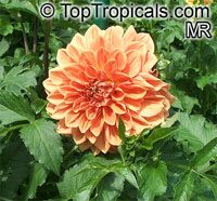 Dahlia Dahlia