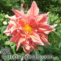 Dahlia Dahlia