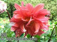 Dahlia, Dahlia