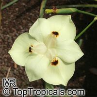 Dietes bicolor, Moraea bicolor, Evergreen Iris, Spanish Iris, African Iris Dietes bicolor, Moraea bicolor, Evergreen Iris, Spanish Iris, African Iris