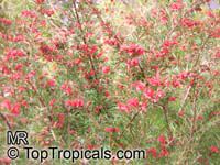 Grevillea sp., Grevillea